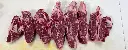 LAMB_Font_Leg.webp