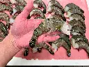 Black Tiger Shrimp (4.0lb)